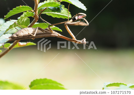 Cockereaches 107271570