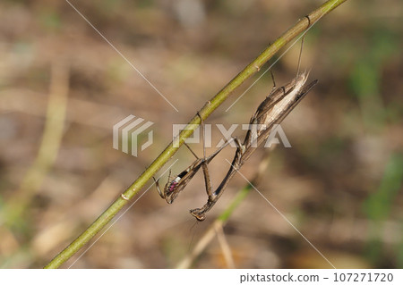 Cockereaches 107271720