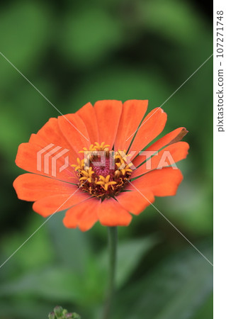 百日菊 0279 107271748