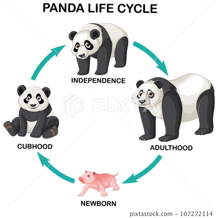 Panda life cycle infographic Panda life cycle infographic 107272114