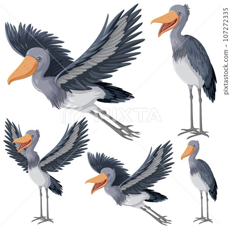 Set of Shoebill Storks in Various Poses 107272335