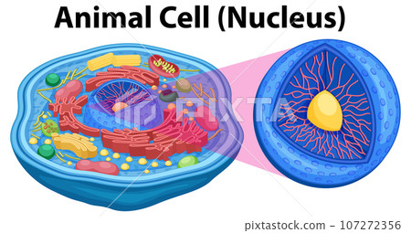 Diagram Showing Anatomy Of Animal Cell Illustration Stock