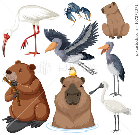 Various Wetland Animals Collection 107272371