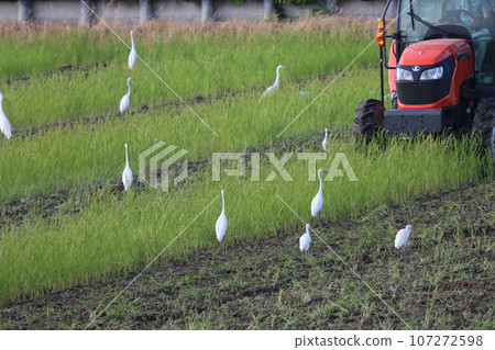 九月稻田裡的白鷺 107272598