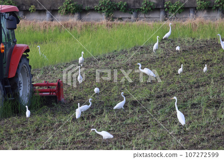 九月稻田裡的白鷺 107272599
