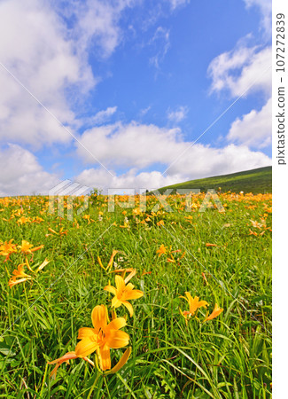 長野縣的Nikko Kisuge Kagamine Peak Plateau 107272839
