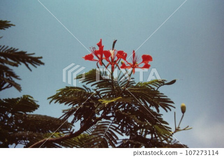 Flowers blooming on roadside trees in Egypt Flowers blooming on roadside trees in Egypt 107273114
