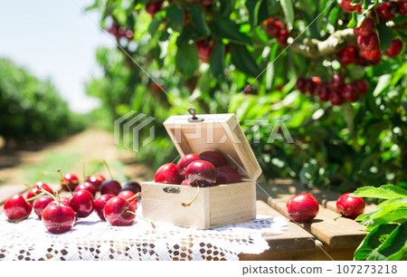 Still life of cherries in wooden box on table in garden Still life of cherries in wooden box on table in garden 107273218