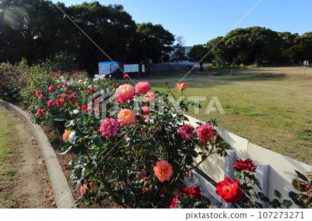 Arao City Ominous Citizen Flower Bed Rose Flower, 107273271