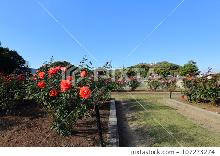 Arao City Ominous Citizen Flower Bed Rose Flower, 107273274