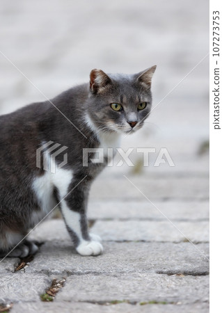 Stray cat in Old Town of Kotor, Montenegro Stray cat in Old Town of Kotor, Montenegro 107273753