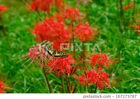 雨滴、紅蜘蛛百合和燕尾蝶 107273787