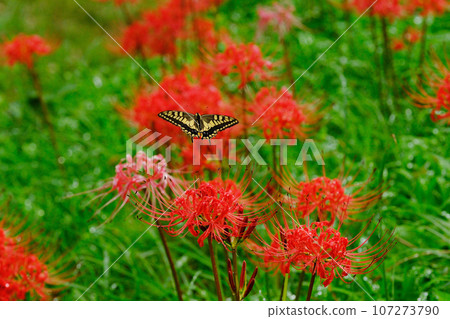 雨滴、紅蜘蛛百合和燕尾蝶 107273790