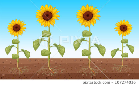 Sunflower showing root underground Sunflower showing root underground 107274036