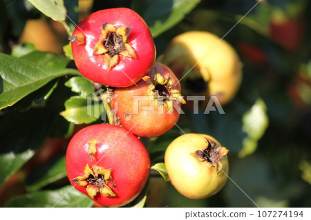 Yamanako's fruit 107274194