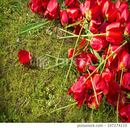 Discarded tulips lie on the ground Discarded tulips lie on the ground 107274219