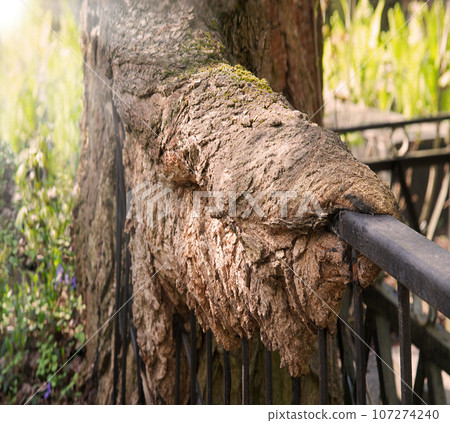 A tree has grown into an iron fence A tree has grown into an iron fence 107274240