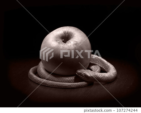 The snake lies near the apple The snake lies near the apple 107274244