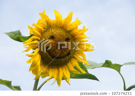 Cheerful sunflower in the field Cheerful sunflower in the field 107274251