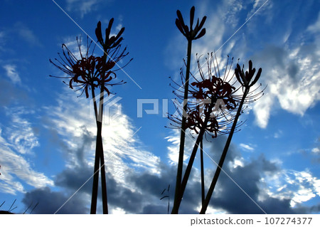 紅蜘蛛百合與日出時的秋天天空 紅蜘蛛百合與日出時的秋天天空 107274377