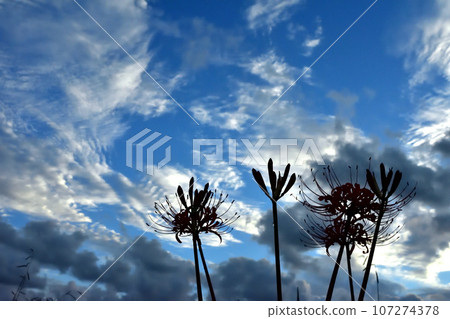 紅蜘蛛百合與日出時的秋天天空 紅蜘蛛百合與日出時的秋天天空 107274378