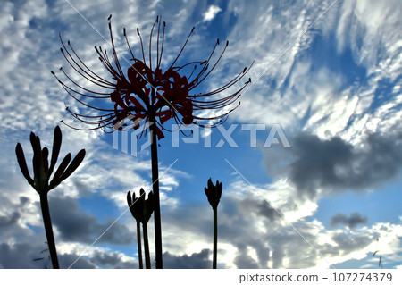 紅蜘蛛百合與日出時的秋天天空 紅蜘蛛百合與日出時的秋天天空 107274379