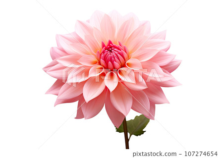 Beautiful and photorealistic, pink flower blossom isolated on white background. Bloom, plant. Close-up view. Cut out element. Generative AI. Beautiful and photorealistic, pink flower blossom isolated on white background. Bloom, plant. Close-up view. Cut out element. Generative AI. 107274654
