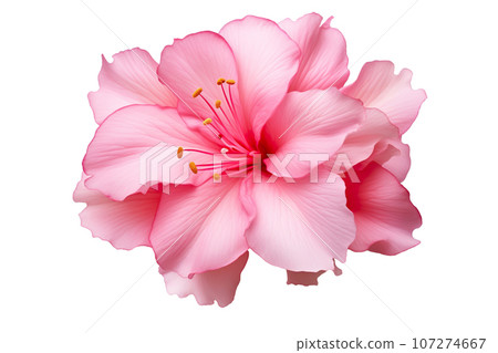 Beautiful and photorealistic, pink flower blossom isolated on white background. Bloom, plant. Close-up view. Cut out element. Generative AI. Beautiful and photorealistic, pink flower blossom isolated on white background. Bloom, plant. Close-up view. Cut out element. Generative AI. 107274667