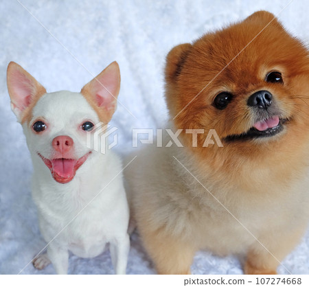 Cute fluffy Chihuahua Pomeranian dog on a white background. cute pets Cute fluffy Chihuahua Pomeranian dog on a white background. cute pets 107274668