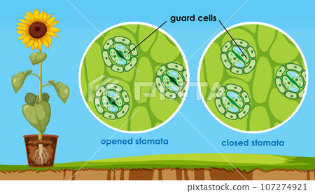 The opening and closing of stomata The opening and closing of stomata 107274921