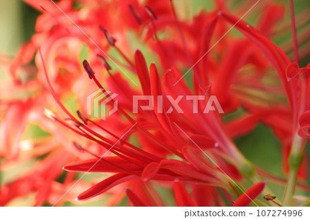 Cluster amaryllis Cluster amaryllis 107274996