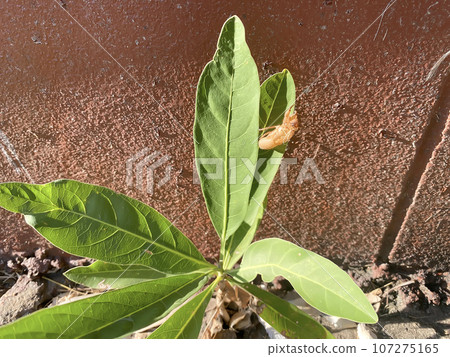Cicada stains Cicada stains 107275165