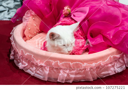 Cat sleeping 107275221