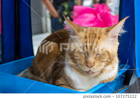 Cat sleeping 107275222