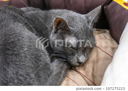 Cat sleeping Cat sleeping 107275223