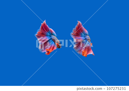 Fighting fish 107275231