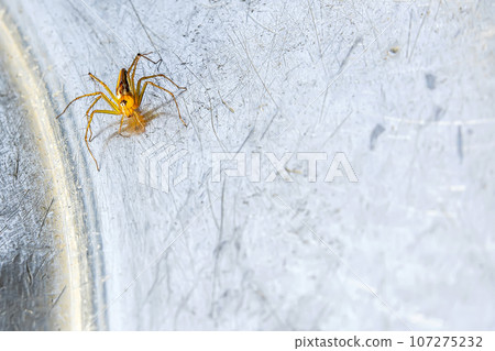 Spider Spider 107275232