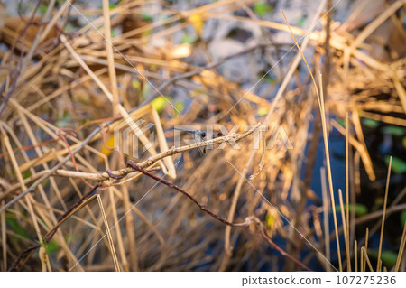 Dragonfly on top of the dry grass Dragonfly on top of the dry grass 107275236