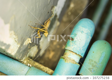 Mantis or praying mantis, mantis religiosa, green praying mantis 107275238