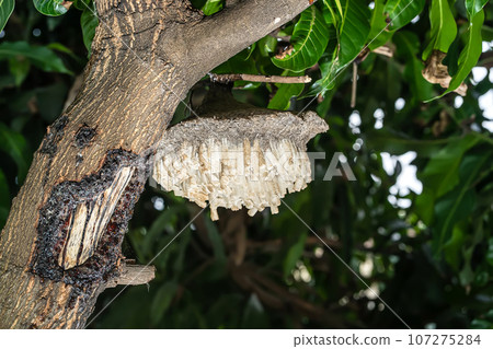 Wasp's nest Wasp's nest 107275284