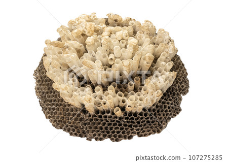 Wasp's nest Wasp's nest 107275285