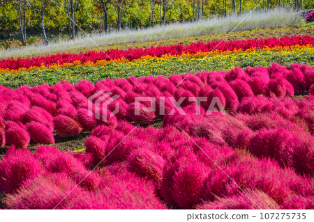 Kochia with autumn leaves (pastoral village) Kochia with autumn leaves (pastoral village) 107275735