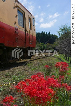 Red spider lily and retro train Kominato Railway Ikyu Station Ichihara City 107275745