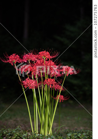 Cluster amaryllis 107275763