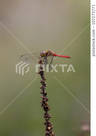 Akiakane在乾草中停下來 107275771