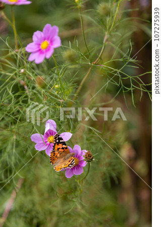 Red-tailed butterfly perched on cosmos 107275939