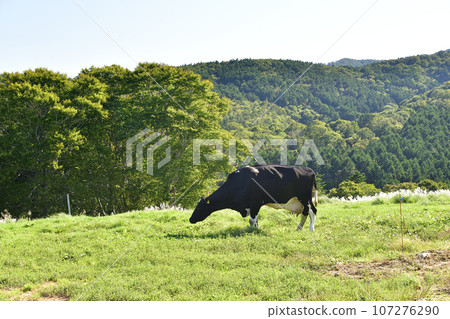 Photographing the scenery of a farm in Kitahinyama-ku, Setana-cho, Hokkaido in autumn Photographing the scenery of a farm in Kitahinyama-ku, Setana-cho, Hokkaido in autumn 107276290