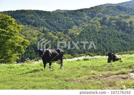 Photographing the scenery of a farm in Kitahinyama-ku, Setana-cho, Hokkaido in autumn 107276292