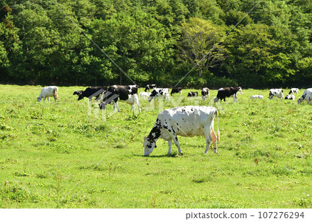 Photographing the scenery of a farm in Kitahinyama-ku, Setana-cho, Hokkaido in autumn Photographing the scenery of a farm in Kitahinyama-ku, Setana-cho, Hokkaido in autumn 107276294