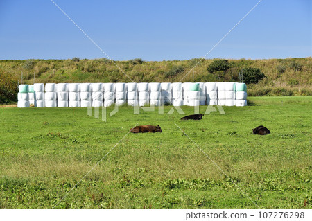 Photographing the scenery of a farm in Kitahinyama-ku, Setana-cho, Hokkaido in autumn Photographing the scenery of a farm in Kitahinyama-ku, Setana-cho, Hokkaido in autumn 107276298
